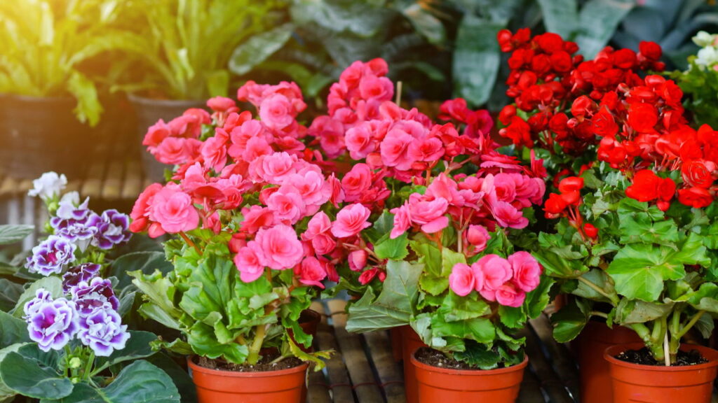 Nem orquídea, nem rosa: a flor resistente que fica linda o ano inteiro