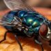 3 plantas que afastam beronha melhor que pesticida