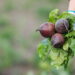 Cultive rapidamente em sua horta a raiz de sabor adocicado e cor vibrante!