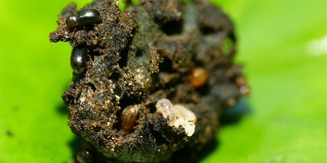 Como mandar pra longe a broca-do-café do seu jardim