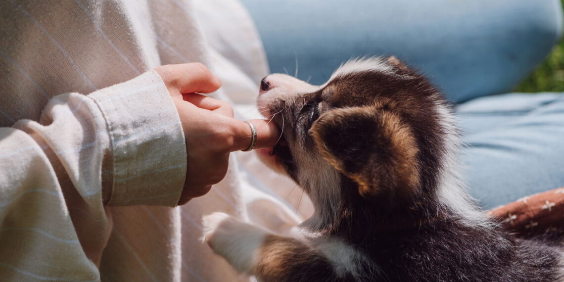 10 nomes fofos para o seu cachorro pequeno