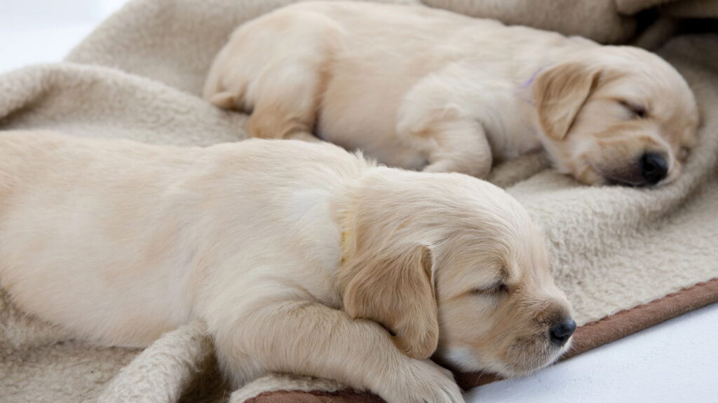 10 nomes fofos para o seu cachorro pequeno

