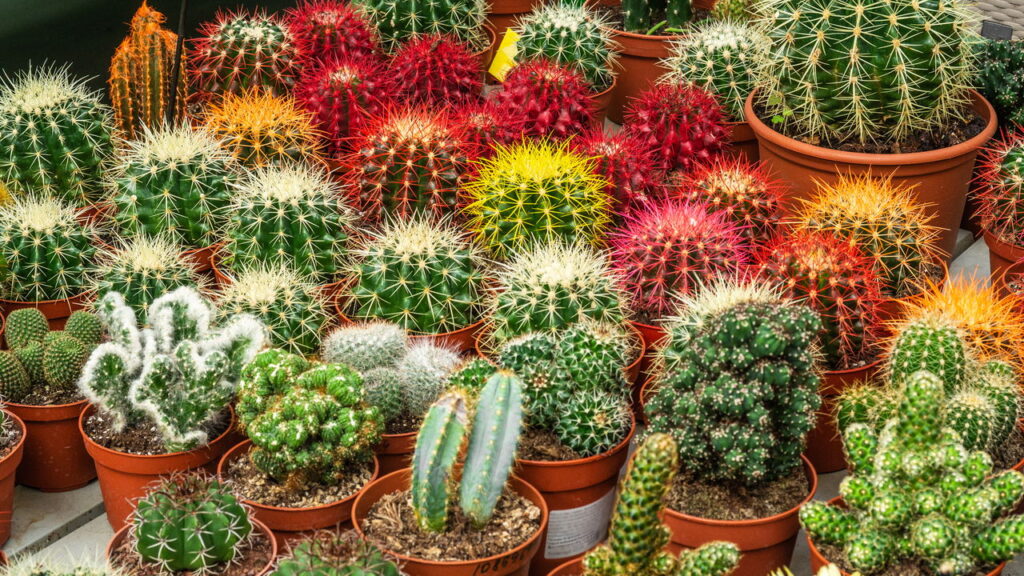 As 4 melhores plantas para ambientes com ar frio e seco da sua casa
