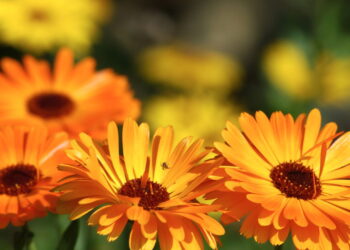 Flor que une beleza e propriedades úteis desperta interesse entre os jardineiros