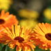 Flor que une beleza e propriedades úteis desperta interesse entre os jardineiros