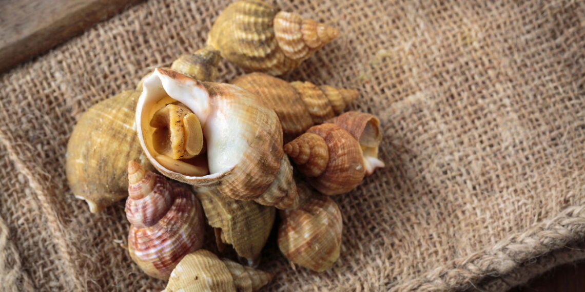O que realmente significa ter caracóis do mar dentro de casa segundo o Feng Shui