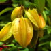 Fruta que encantam jardins e hortas é muito valorizada nos quintais