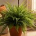 Plantas que viraram tendência na decoração em 2025