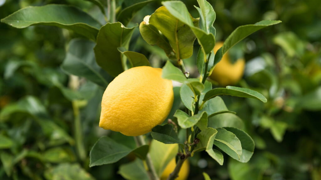 Quais galhos cortar no limoeiro para estimular o crescimento e colher mais frutos?