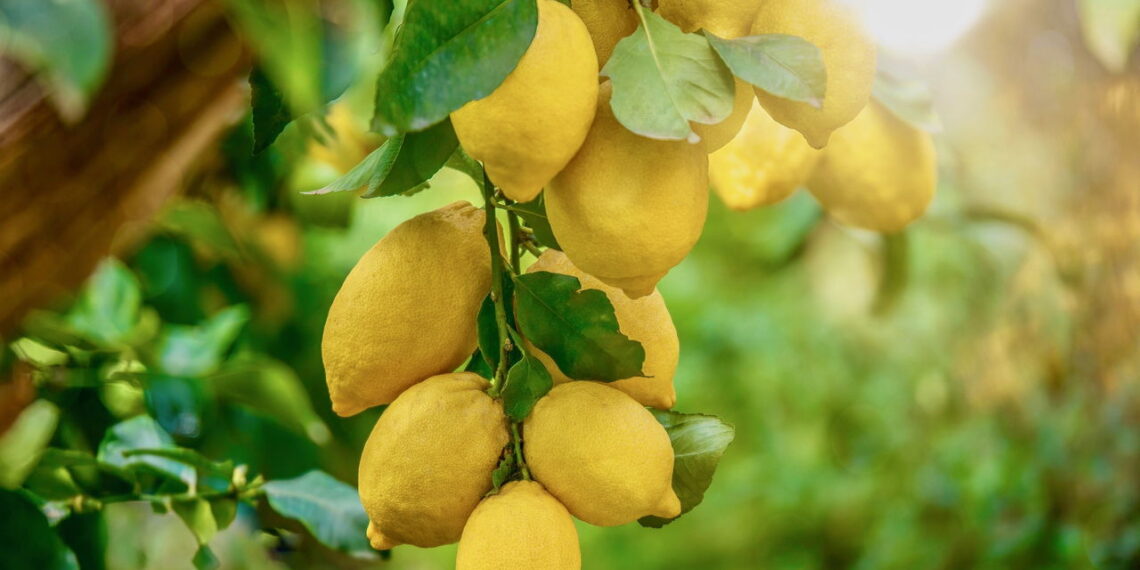 Quais galhos cortar no limoeiro para estimular o crescimento e colher mais frutos?