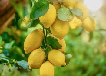 Quais galhos cortar no limoeiro para estimular o crescimento e colher mais frutos?