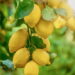 Quais galhos cortar no limoeiro para estimular o crescimento e colher mais frutos?