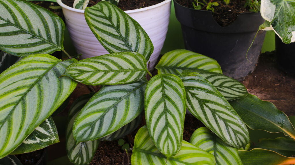 As plantas que estão melhorando a decoração dos lares