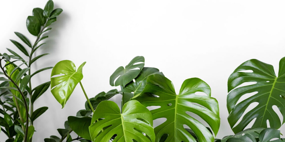 Planta tropical com folhas exuberantes simples de cultivar e irresistível para ter!