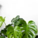 Planta tropical com folhas exuberantes simples de cultivar e irresistível para ter!