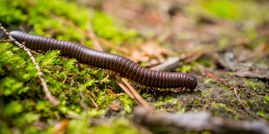 As 3 plantas que afastam piolho-de-cobra naturalmente