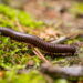 As 3 plantas que afastam piolho-de-cobra naturalmente