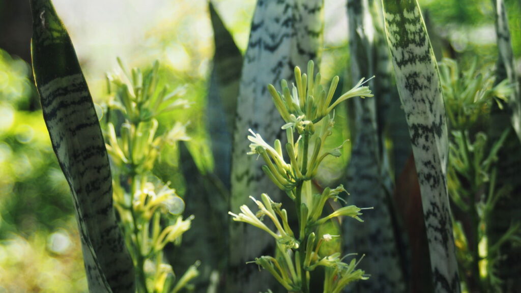 As 3 plantas fáceis de cuidar e ainda melhoram a qualidade do ar