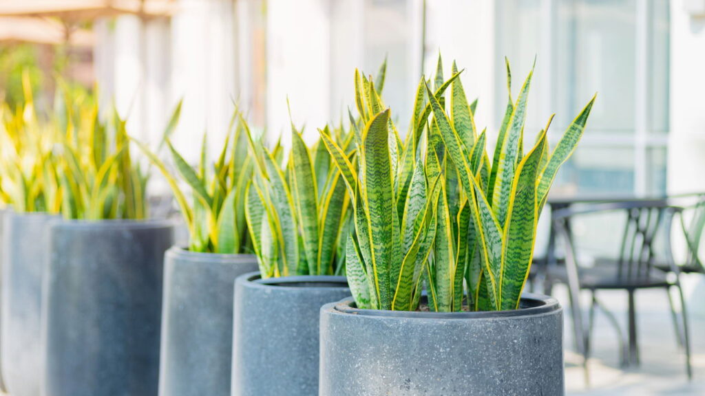 As 3 plantas que melhoram a qualidade do ar em ambientes fechados