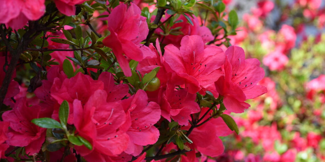 Além dessa flor transformar sua casa em um lindo jardim ela ainda é simples de cultivar