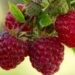 Fruta deliciosa com bom valor nutricional é ótima para ter um cultivo em casa