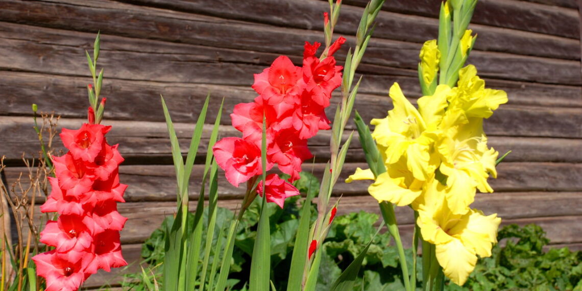 Flor ornamental que encanta jardins com suas pétalas vibrantes e elegantes