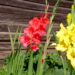 Flor ornamental que encanta jardins com suas pétalas vibrantes e elegantes