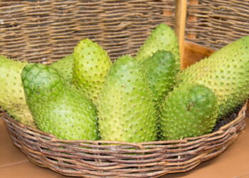 Fruta tropical de sabor marcante desperta interesse em hortas e jardins