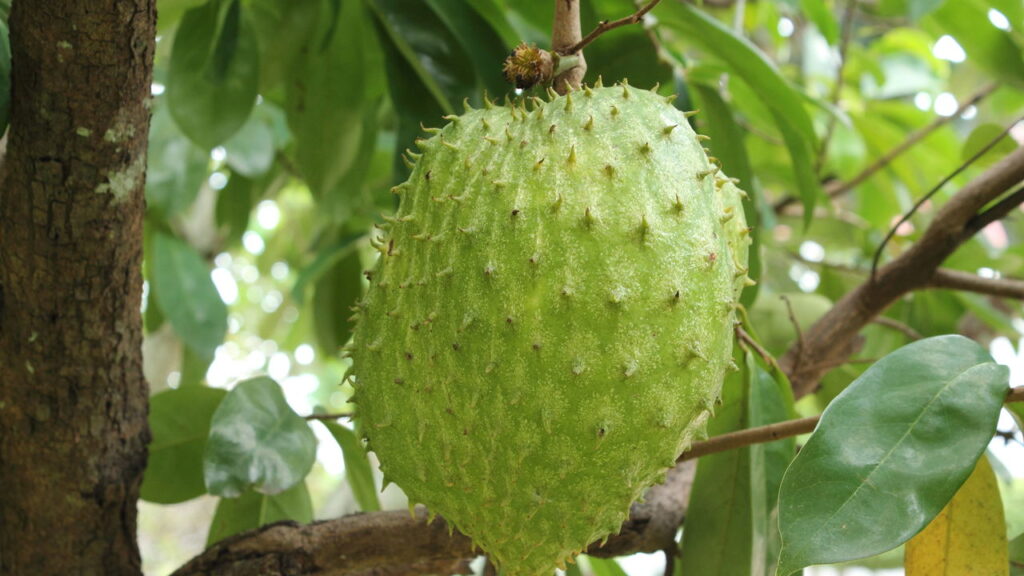 Fruta tropical de sabor marcante desperta interesse em hortas e jardins