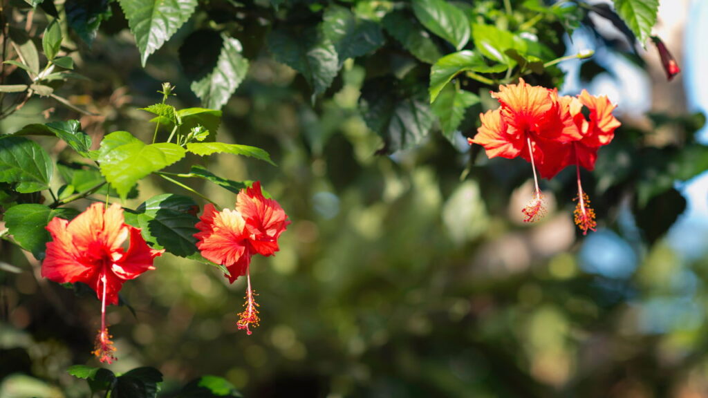 As 3 plantas que adoram ambientes ensolarados e crescem rápido