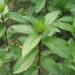Plantas que afastam carrapatos transformam o quintal em refúgio natural