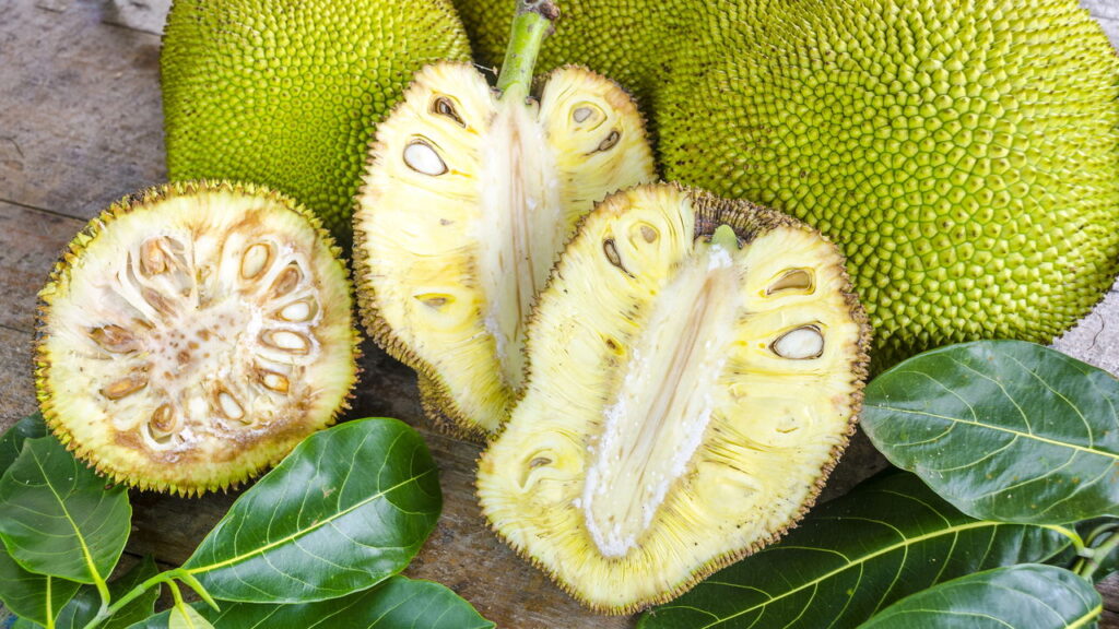 Fruta tropical que impressiona pelo tamanho e ótimo cultivo em seu quintal
