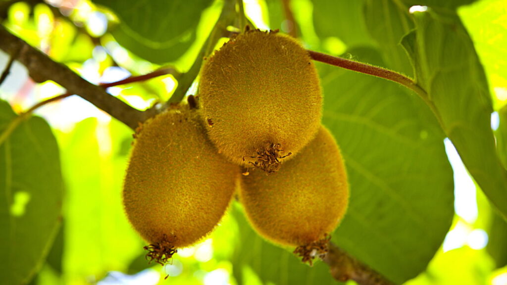 Fruta exótica é conhecida pelo sabor único e pela riqueza em vitamina C