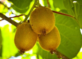Transforme seu quintal em um pomar de kiwi com colheitas o ano todo