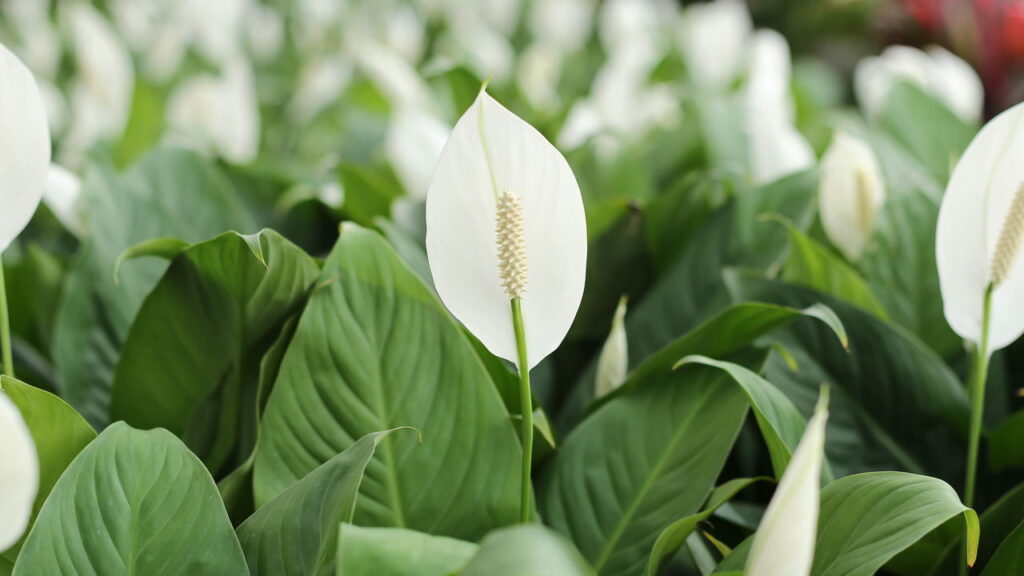 As 3 plantas que melhoram a qualidade do ar em escritórios e home office