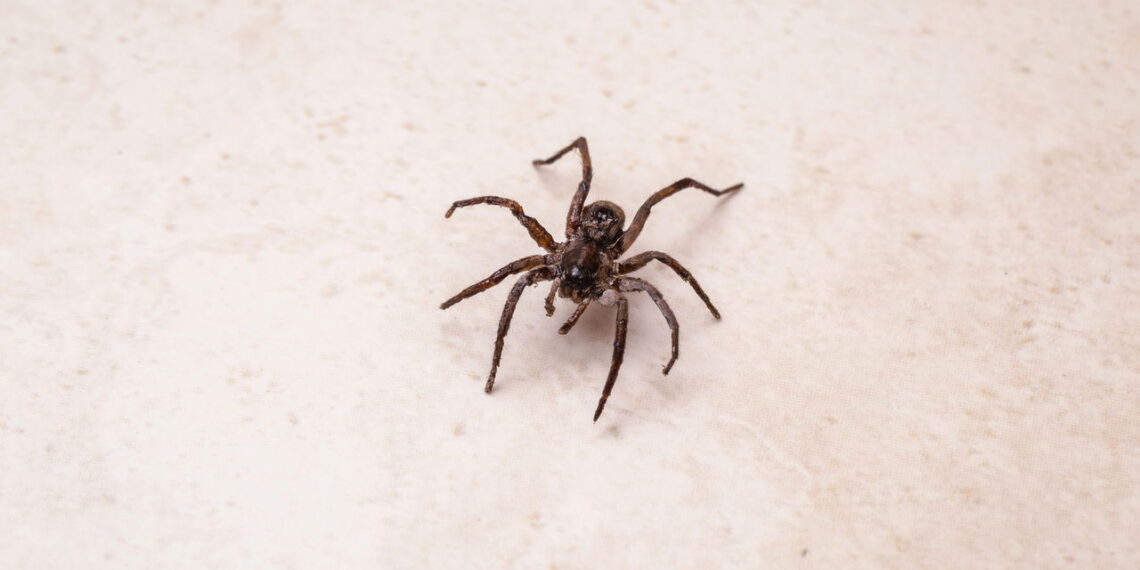 3 plantas que mandam as aranhas marrons bem afastadas da sua casa