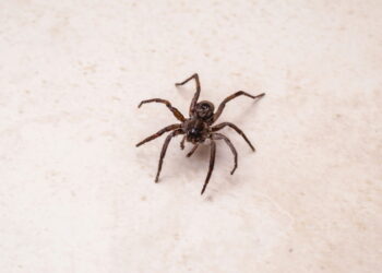 3 plantas que mandam as aranhas marrons bem afastadas da sua casa