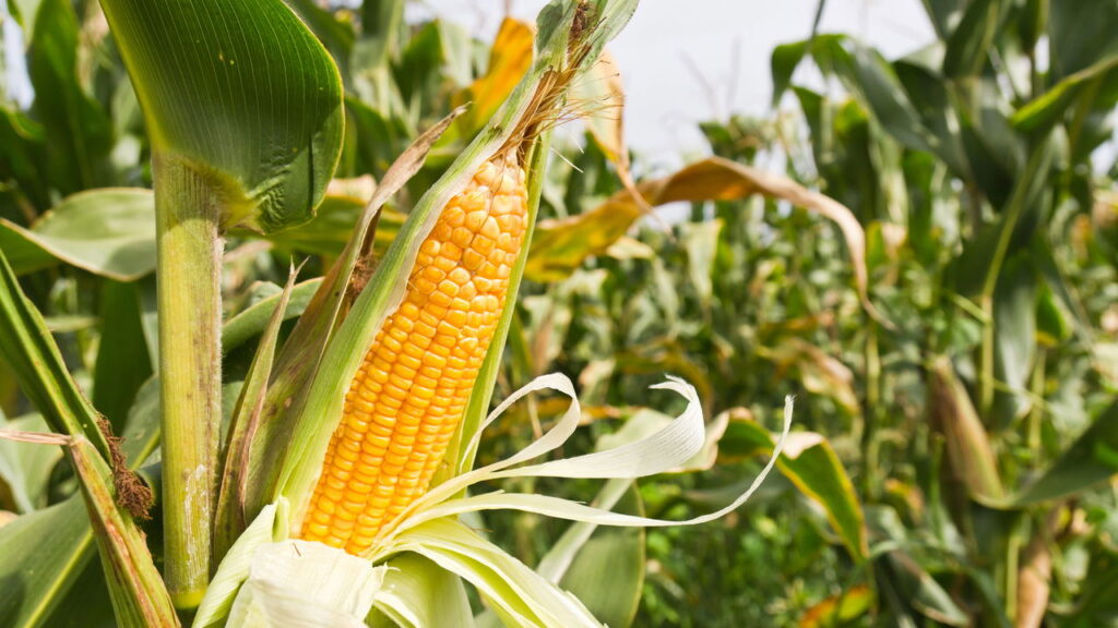 Se você quer manter os pombos longe do seu quintal, evite cultivar essas 4 plantas