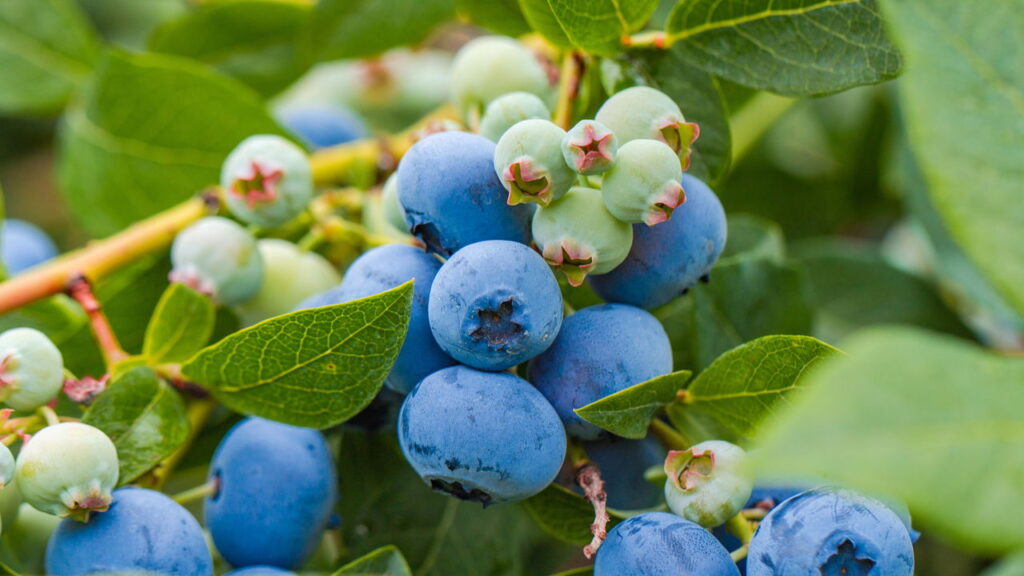Fruta com sabor adocicado e propriedades funcionais é a quedinha dos jardins