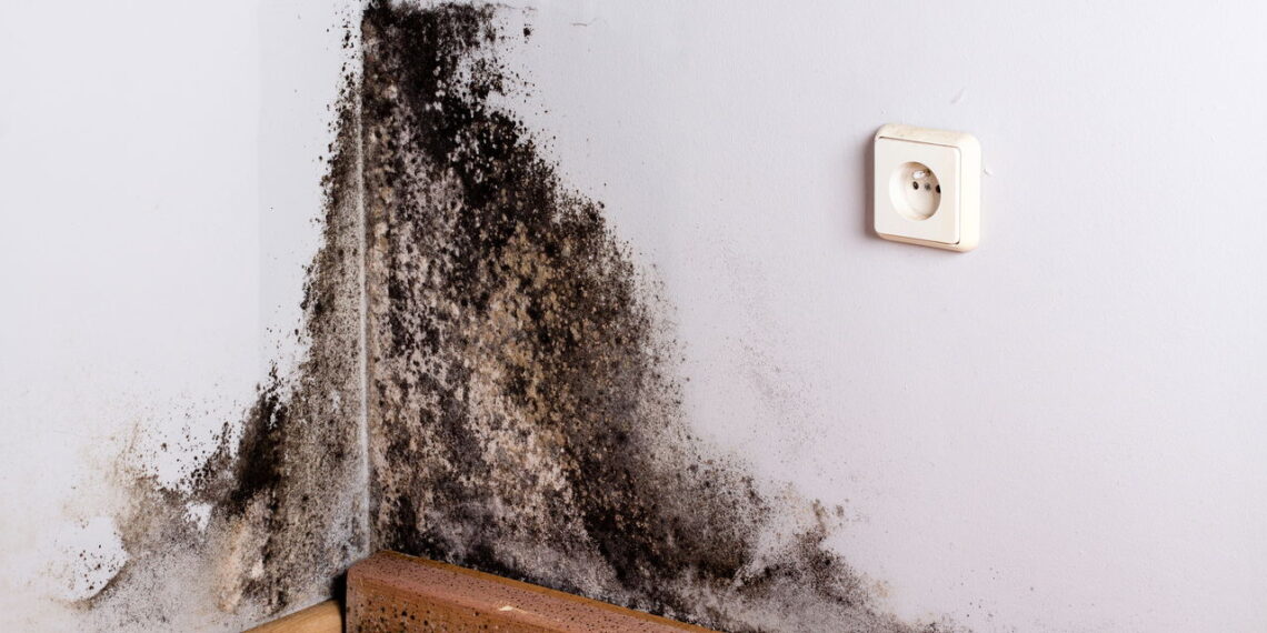 Nem água sanitária, nem cloro: como eliminar mofo das paredes rapidamente