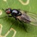 As 4 plantas para eliminar a mosca-minadora de uma vez por todas do seu jardim