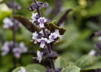 As melhores 3 plantas para afastar o inseto da doença do sono