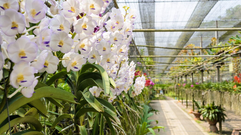 Antes de comprar: Os 3 sinais que uma orquídea saudável na floricultura!