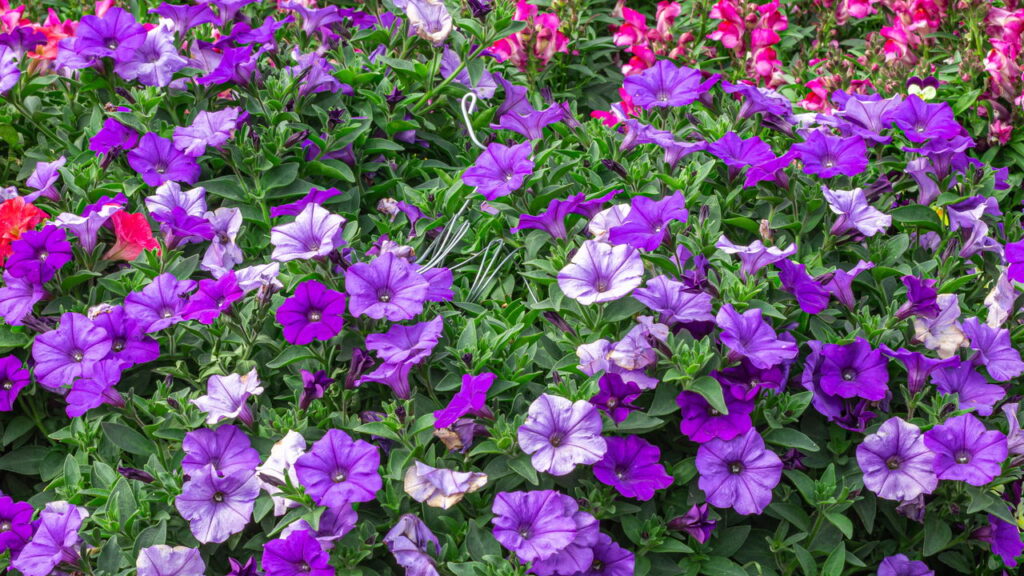 Flores para transformar varandas pequenas em cantos de paz