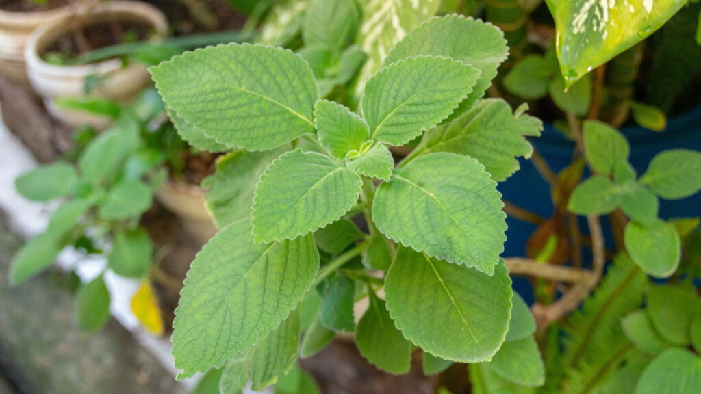 Essa planta é uma das mais potentes aliadas da saúde