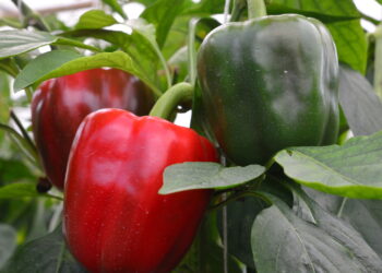 Embora seja usado como legume essa fruta tem sabor único e cultivo fácil