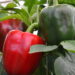 Embora seja usado como legume essa fruta tem sabor único e cultivo fácil