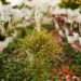 As 3 plantas que trazem cores vibrantes ao seu jardim no outono