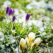 As 5 plantas para ter um jardim de inverno incrível em casa!