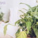 5 plantas que transformam seu lar em um refúgio livre de mosquitos e borrachudos!